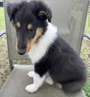 JACK colliesoklahoma.com, a male Collie for sale in Yukon, OK – Photo 7 of 10