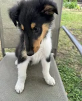 JACK colliesoklahoma.com, a male Collie for sale in Yukon, OK – Photo 3 of 10