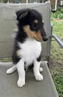 JACK colliesoklahoma.com, a male Collie for sale in Yukon, OK – Photo 2 of 10