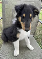 JACK colliesoklahoma.com, a male Collie for sale in Yukon, OK – Photo 8 of 10