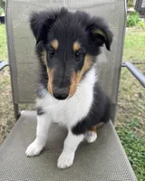 JACK colliesoklahoma.com, a male Collie for sale in Yukon, OK – Photo 9 of 10