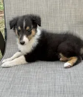 Sparky, a male Collie for sale in Yukon, OK – Photo 2 of 2
