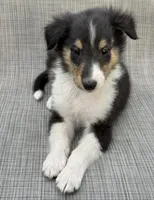 Sparky, a male Collie for sale in Yukon, OK – Photo 1 of 2