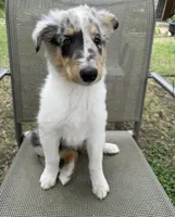 POLLY , a female Collie for sale in Yukon, OK – Photo 7 of 10