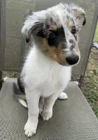 POLLY , a female Collie for sale in Yukon, OK – Photo 4 of 10
