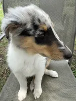 POLLY , a female Collie for sale in Yukon, OK – Photo 9 of 10