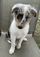 POLLY , a female Collie for sale in Yukon, OK – Photo 3 of 10