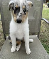 POLLY , a female Collie for sale in Yukon, OK – Photo 2 of 10