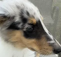 POLLY , a female Collie for sale in Yukon, OK – Photo 5 of 10