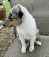 POLLY , a female Collie for sale in Yukon, OK – Photo 6 of 10
