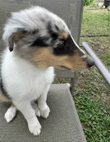 POLLY , a female Collie for sale in Yukon, OK – Photo 10 of 10