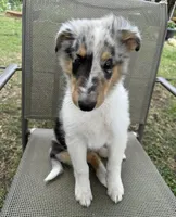 POLLY , a female Collie for sale in Yukon, OK – Photo 8 of 10