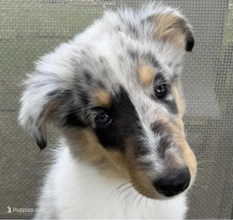 POLLY  – Collie puppy for sale in Yukon, OK