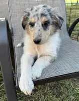 JEROME COLLIESOKLAHOMA.COM, a male Collie for sale in Yukon, OK – Photo 7 of 9
