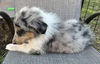 JEROME COLLIESOKLAHOMA.COM, a male Collie for sale in Yukon, OK – Photo 5 of 9