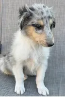 JEROME COLLIESOKLAHOMA.COM, a male Collie for sale in Yukon, OK – Photo 2 of 9