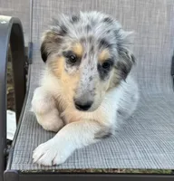 JEROME COLLIESOKLAHOMA.COM, a male Collie for sale in Yukon, OK – Photo 3 of 9