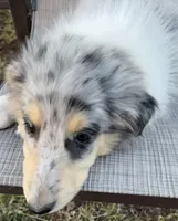 JEROME COLLIESOKLAHOMA.COM, a male Collie for sale in Yukon, OK – Photo 4 of 9