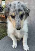 JEROME COLLIESOKLAHOMA.COM, a male Collie for sale in Yukon, OK – Photo 1 of 9
