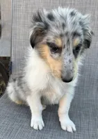 JEROME COLLIESOKLAHOMA.COM, a male Collie for sale in Yukon, OK – Photo 9 of 9