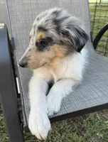 JEROME COLLIESOKLAHOMA.COM, a male Collie for sale in Yukon, OK – Photo 8 of 9