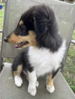 LEO, a male Collie for sale in Yukon, OK – Photo 7 of 10