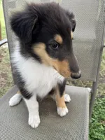 LEO, a male Collie for sale in Yukon, OK – Photo 6 of 10