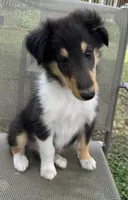 LEO, a male Collie for sale in Yukon, OK – Photo 2 of 10