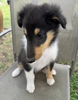 LEO, a male Collie for sale in Yukon, OK – Photo 4 of 10