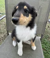 LEO, a male Collie for sale in Yukon, OK – Photo 9 of 10