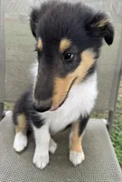 LEO, a male Collie for sale in Yukon, OK – Photo 3 of 10