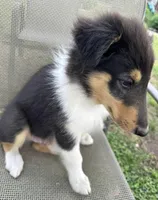 LEO, a male Collie for sale in Yukon, OK – Photo 5 of 10