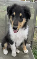 LEO, a male Collie for sale in Yukon, OK – Photo 8 of 10