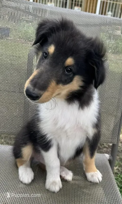LEO – Collie puppy for sale in Yukon, OK