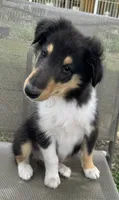 LEO, a male Collie for sale in Yukon, OK – Photo 1 of 10