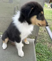 LEO, a male Collie for sale in Yukon, OK – Photo 10 of 10