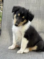 Big Mack colliesoklahoma.com, a male Collie for sale in Yukon, OK – Photo 2 of 6