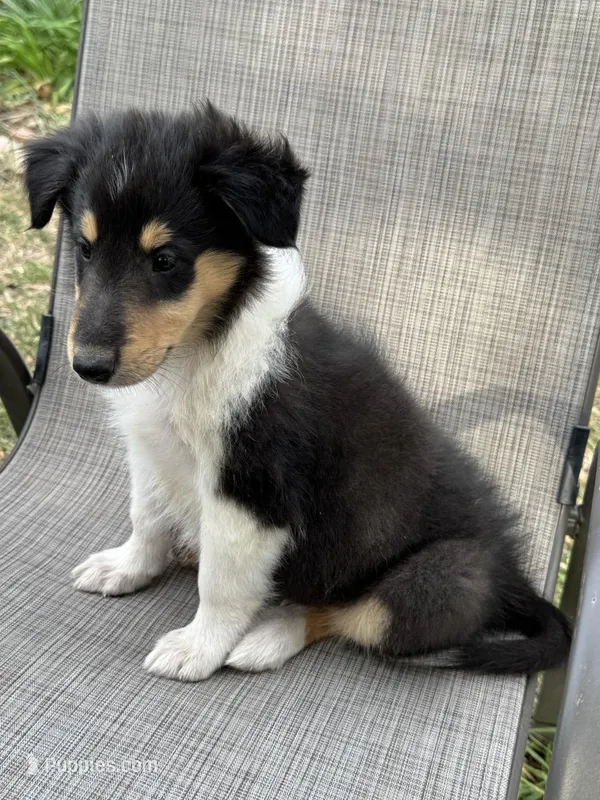 Big Mack colliesoklahoma.com, a male Collie for sale in Yukon, OK – Photo 1 of 6