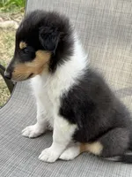 Big Mack colliesoklahoma.com, a male Collie for sale in Yukon, OK – Photo 6 of 6