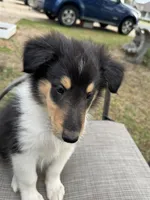 Big Mack colliesoklahoma.com, a male Collie for sale in Yukon, OK – Photo 5 of 6