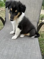 Big Mack colliesoklahoma.com, a male Collie for sale in Yukon, OK – Photo 3 of 6