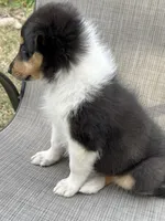 Big Mack colliesoklahoma.com, a male Collie for sale in Yukon, OK – Photo 4 of 6