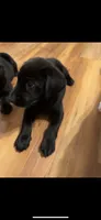 Hope, a female Labrador Retriever for sale in Nettleton, MS – 6 of 6