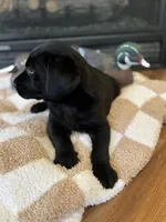 Bruce/Batman, a male Labrador Retriever for sale in Nettleton, MS – Photo 4 of 10