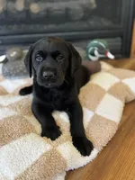 Bruce/Batman, a male Labrador Retriever for sale in Nettleton, MS – Photo 7 of 10