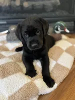 Bruce/Batman, a male Labrador Retriever for sale in Nettleton, MS – Photo 3 of 10