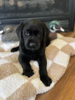 Bruce/Batman, a male Labrador Retriever for sale in Nettleton, MS – Photo 5 of 10