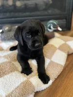 Bruce/Batman, a male Labrador Retriever for sale in Nettleton, MS – Photo 6 of 10