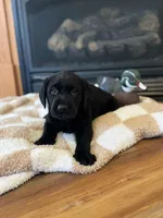 Bruce/Batman, a male Labrador Retriever for sale in Nettleton, MS – Photo 9 of 10