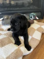 Bruce/Batman, a male Labrador Retriever for sale in Nettleton, MS – Photo 8 of 10